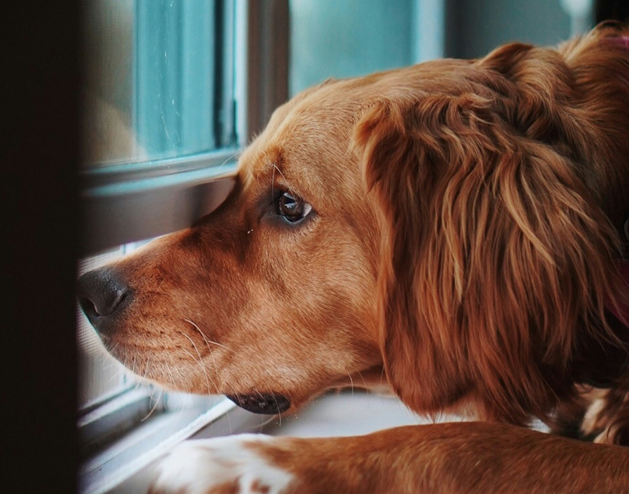 Staying alone - without separation anxiety