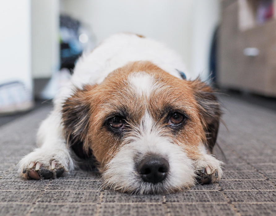 Immunsystem - Fit in allen Lebenslagen