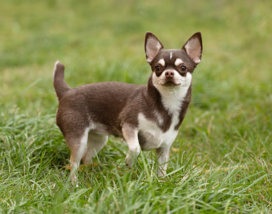 Dogs < 10 kg – For our little ones