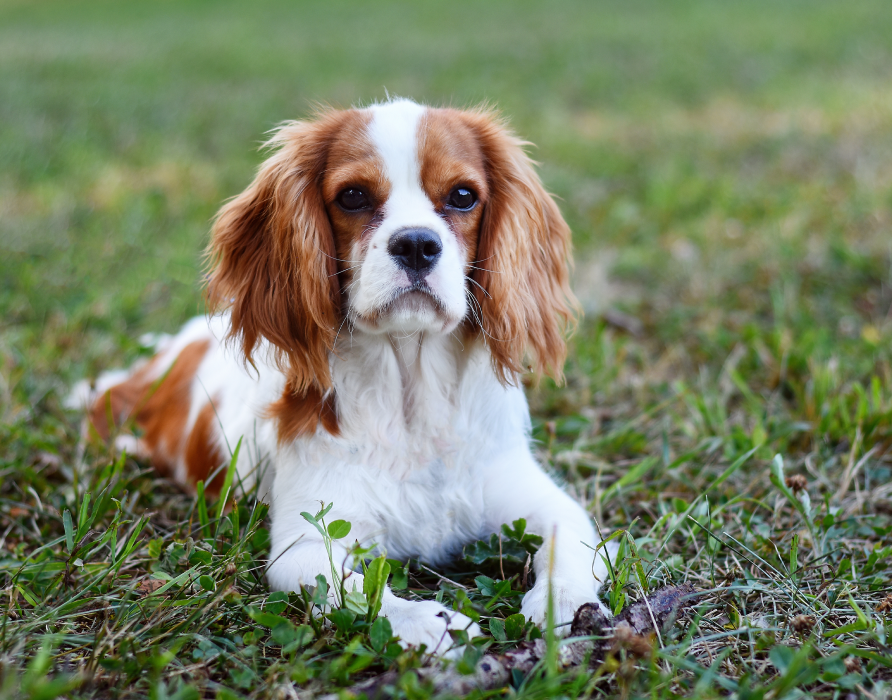 Hunde bis 25 kg - Die goldene Mitte