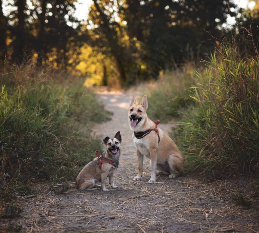 By dog size—the right products for every dog