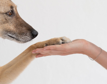 CBD Spread - yummy & natural!