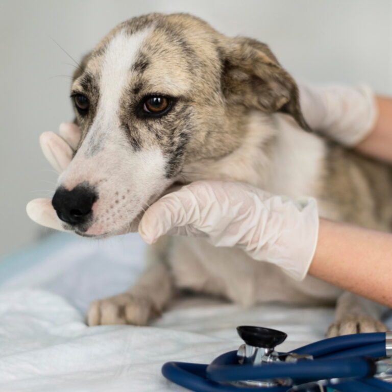 Vet visits